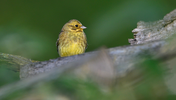 Balade "observation des oiseaux" dans un Parc Refuge LPO
